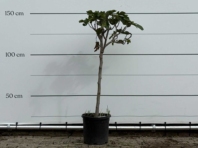 Vijgenboom - ficus carica - hoogte ca. 150 cm - afbeelding 1 van  3