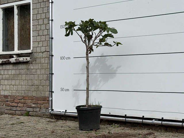 Vijgenboom - ficus carica - hoogte ca. 150 cm - afbeelding 2 van  3