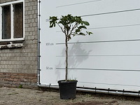 Vijgenboom - ficus carica - hoogte ca. 150 cm - afbeelding 2 van  3