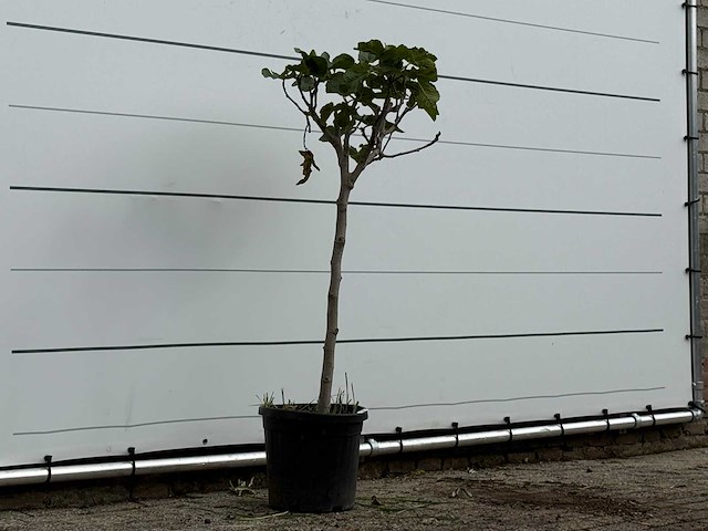 Vijgenboom - ficus carica - hoogte ca. 150 cm - afbeelding 3 van  3
