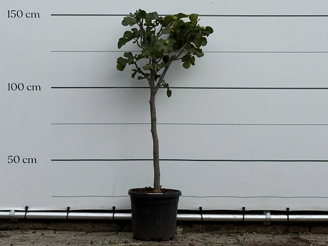 Vijgenboom - ficus carica - hoogte ca. 150 cm - afbeelding 1 van  3