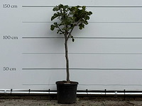 Vijgenboom - ficus carica - hoogte ca. 150 cm - afbeelding 1 van  3