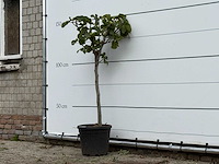 Vijgenboom - ficus carica - hoogte ca. 150 cm - afbeelding 2 van  3