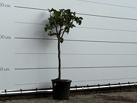 Vijgenboom - ficus carica - hoogte ca. 150 cm - afbeelding 3 van  3