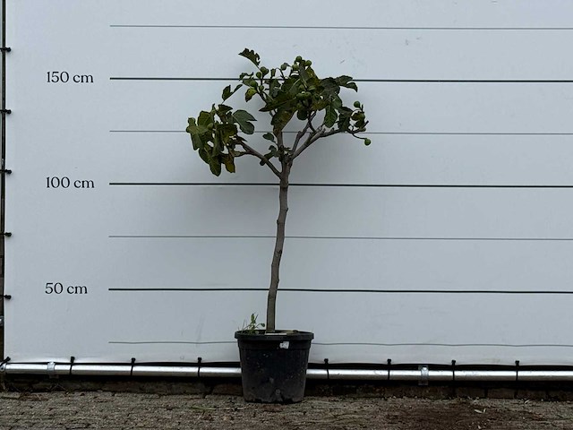 Vijgenboom - ficus carica - hoogte ca. 150 cm - afbeelding 1 van  4