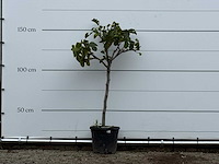 Vijgenboom - ficus carica - hoogte ca. 150 cm - afbeelding 1 van  4
