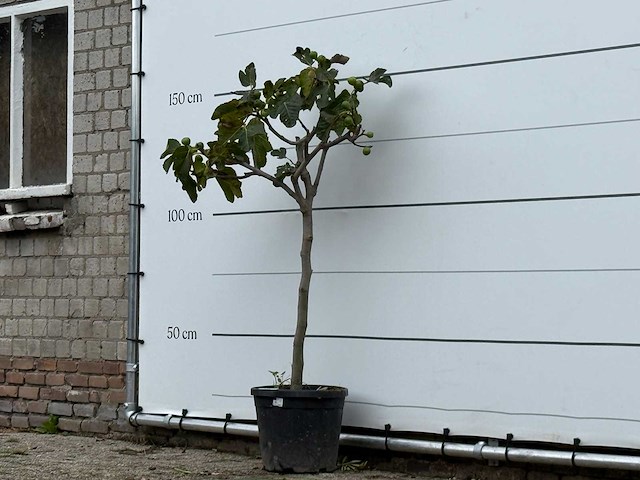 Vijgenboom - ficus carica - hoogte ca. 150 cm - afbeelding 2 van  4