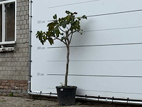 Vijgenboom - ficus carica - hoogte ca. 150 cm - afbeelding 2 van  4