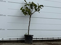 Vijgenboom - ficus carica - hoogte ca. 150 cm - afbeelding 3 van  4