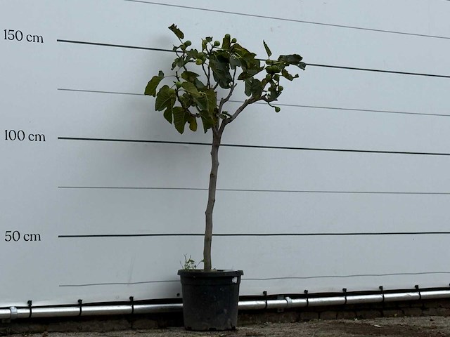 Vijgenboom - ficus carica - hoogte ca. 150 cm - afbeelding 4 van  4