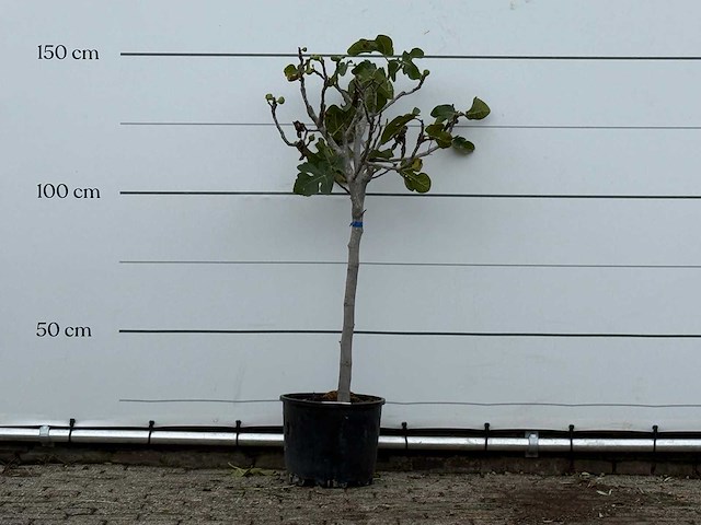Vijgenboom - ficus carica - hoogte ca. 150 cm - afbeelding 1 van  3