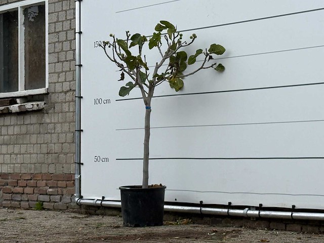 Vijgenboom - ficus carica - hoogte ca. 150 cm - afbeelding 2 van  3