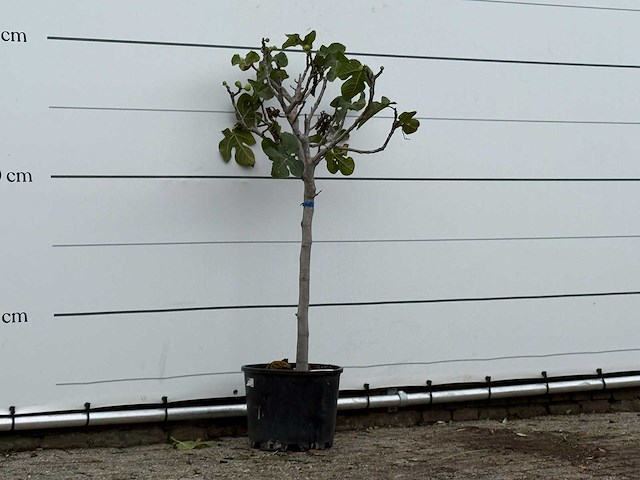 Vijgenboom - ficus carica - hoogte ca. 150 cm - afbeelding 3 van  3