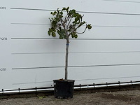 Vijgenboom - ficus carica - hoogte ca. 150 cm - afbeelding 3 van  3