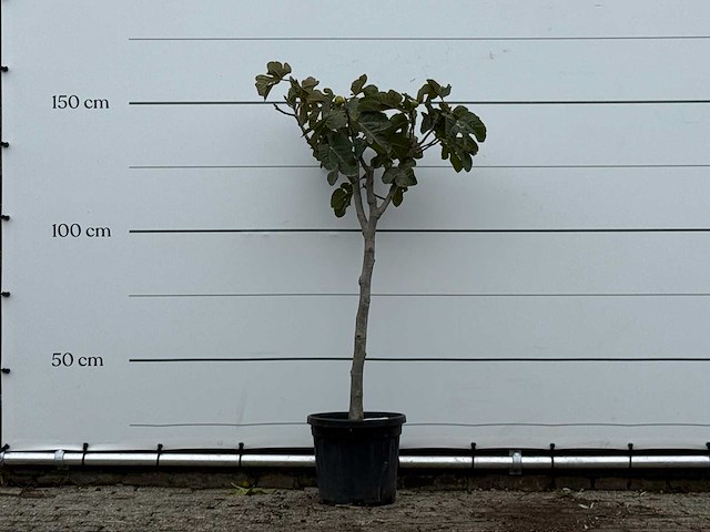 Vijgenboom - ficus carica - hoogte ca. 150 cm - afbeelding 2 van  6