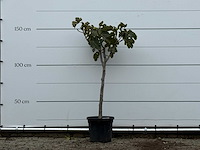 Vijgenboom - ficus carica - hoogte ca. 150 cm - afbeelding 2 van  6