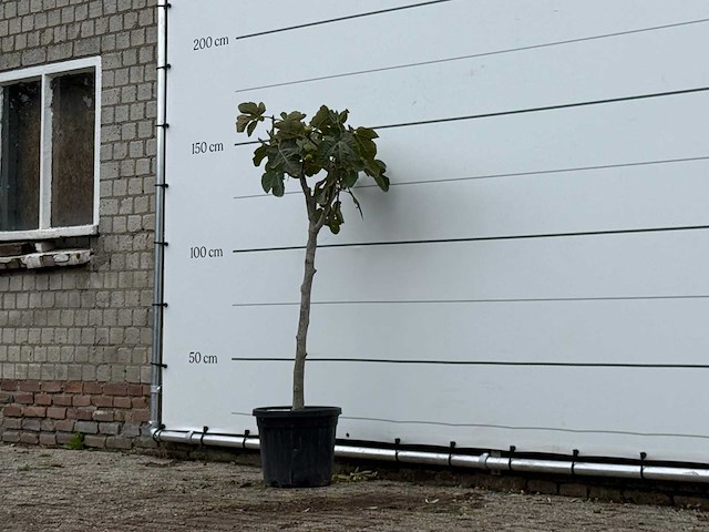 Vijgenboom - ficus carica - hoogte ca. 150 cm - afbeelding 3 van  6