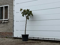 Vijgenboom - ficus carica - hoogte ca. 150 cm - afbeelding 4 van  6