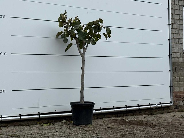 Vijgenboom - ficus carica - hoogte ca. 150 cm - afbeelding 5 van  6