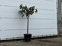 Vijgenboom - ficus carica - hoogte ca. 150 cm - afbeelding 6 van  6