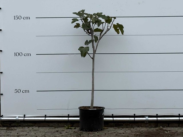 Vijgenboom - ficus carica - hoogte ca. 150 cm - afbeelding 1 van  4