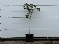 Vijgenboom - ficus carica - hoogte ca. 150 cm - afbeelding 2 van  4