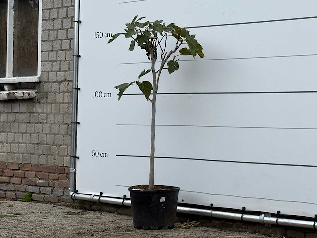 Vijgenboom - ficus carica - hoogte ca. 150 cm - afbeelding 3 van  4