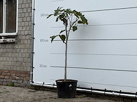 Vijgenboom - ficus carica - hoogte ca. 150 cm - afbeelding 3 van  4