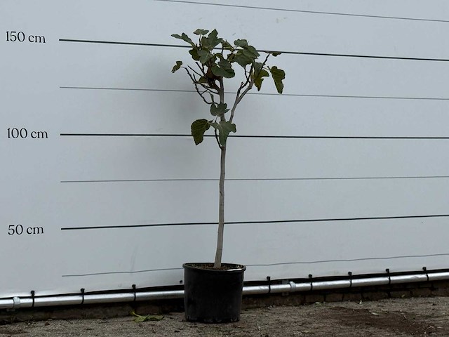 Vijgenboom - ficus carica - hoogte ca. 150 cm - afbeelding 4 van  4