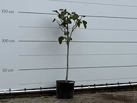 Vijgenboom - ficus carica - hoogte ca. 150 cm - afbeelding 4 van  4
