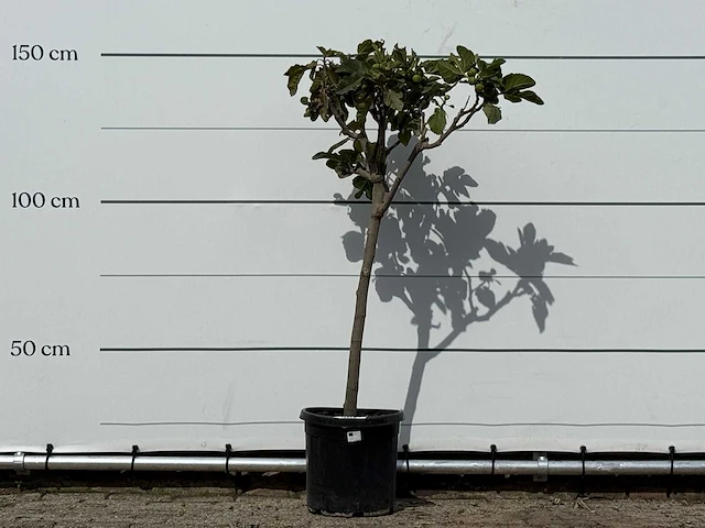 Vijgenboom - ficus carica - hoogte ca. 150 cm - afbeelding 1 van  3