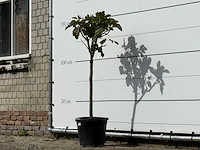 Vijgenboom - ficus carica - hoogte ca. 150 cm - afbeelding 2 van  3