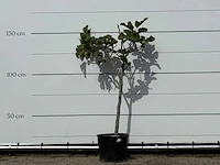 Vijgenboom - ficus carica - hoogte ca. 150 cm