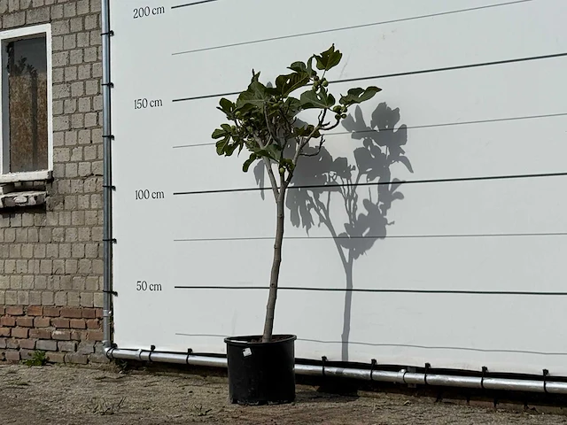 Vijgenboom - ficus carica - hoogte ca. 150 cm - afbeelding 2 van  4