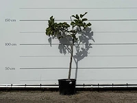 Vijgenboom - ficus carica - hoogte ca. 150 cm - afbeelding 3 van  4