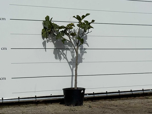 Vijgenboom - ficus carica - hoogte ca. 150 cm - afbeelding 4 van  4