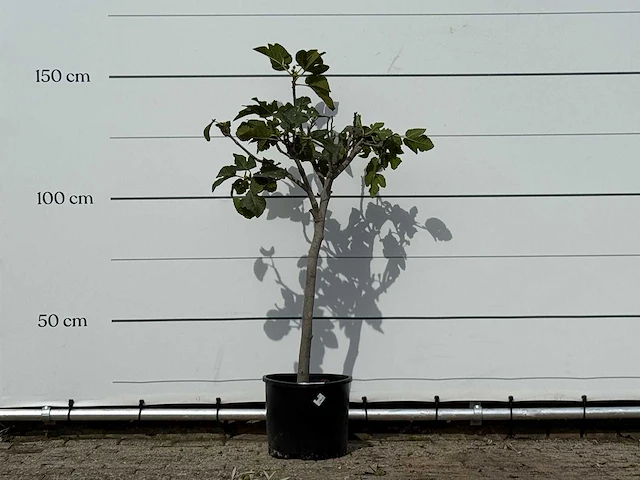 Vijgenboom - ficus carica - hoogte ca. 150 cm - afbeelding 1 van  3