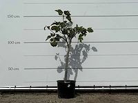 Vijgenboom - ficus carica - hoogte ca. 150 cm