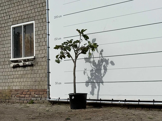 Vijgenboom - ficus carica - hoogte ca. 150 cm - afbeelding 2 van  3