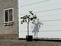 Vijgenboom - ficus carica - hoogte ca. 150 cm - afbeelding 2 van  3