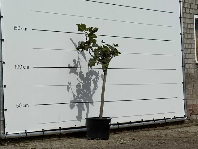 Vijgenboom - ficus carica - hoogte ca. 150 cm - afbeelding 3 van  3