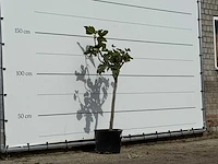 Vijgenboom - ficus carica - hoogte ca. 150 cm - afbeelding 3 van  3