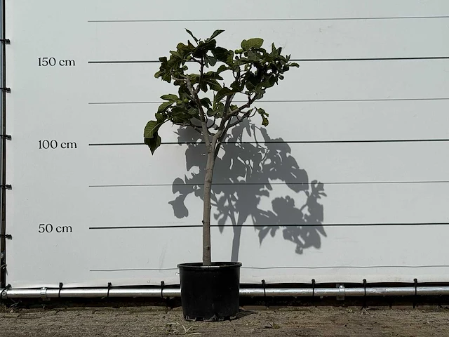 Vijgenboom - ficus carica - hoogte ca. 150 cm - afbeelding 1 van  3