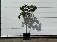 Vijgenboom - ficus carica - hoogte ca. 150 cm