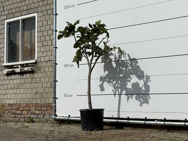 Vijgenboom - ficus carica - hoogte ca. 150 cm - afbeelding 2 van  3