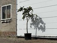 Vijgenboom - ficus carica - hoogte ca. 150 cm - afbeelding 2 van  3
