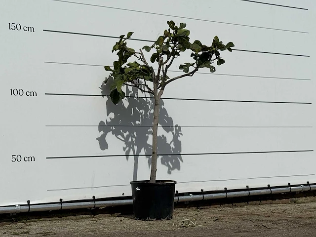 Vijgenboom - ficus carica - hoogte ca. 150 cm - afbeelding 3 van  3