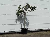 Vijgenboom - ficus carica - hoogte ca. 150 cm - afbeelding 3 van  3