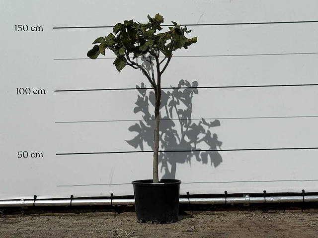 Vijgenboom - ficus carica - hoogte ca. 150 cm - afbeelding 1 van  5