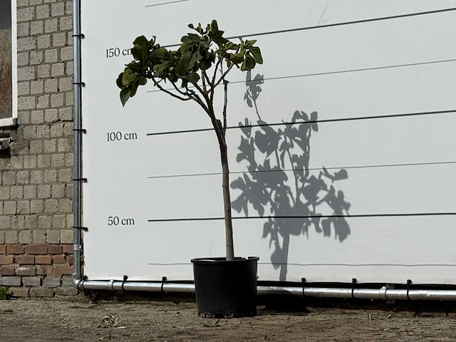 Vijgenboom - ficus carica - hoogte ca. 150 cm - afbeelding 2 van  5